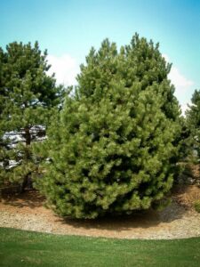 Сосна Чёрная (Pinus Nigra) купить по цене от 270.00р. в интернет-магазине «Посадика» с доставкой почтой в в Владимире и по всей России – [изображение №1].