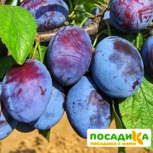 Слива Чачакская ранняя купить по цене от 229.00р. в интернет-магазине «Посадика» с доставкой почтой в в Владимире и по всей России – [изображение №1].