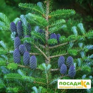 Пихта корейская (Abies koreana) купить по цене от 450.00р. в интернет-магазине «Посадика» с доставкой почтой в в Владимире и по всей России – [изображение №1].