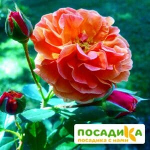 Роза Арабия купить по цене от 350.00р. в интернет-магазине «Посадика» с доставкой почтой в в Владимире и по всей России – [изображение №1].