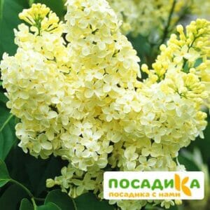 Сирень Примроуз (Primrose) купить по цене от 529.00р. в интернет-магазине «Посадика» с доставкой почтой в в Владимире и по всей России – [изображение №1].