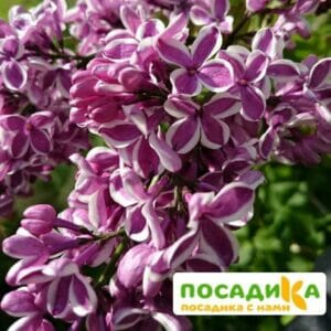 Сирень Сенсация купить по цене от 529.00р. в интернет-магазине «Посадика» с доставкой почтой в в Владимире и по всей России – [изображение №1].