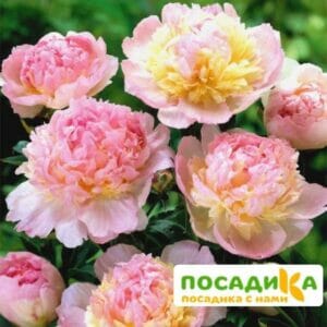 Пион Распберри Сандей (Paeonia Raspberry Sundae) купить по цене от 959р. в интернет-магазине «Посадика» с доставкой почтой в в Владимире и по всей России – [изображение №1].