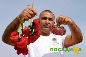 Клубника Гигант Джорнея купить по цене от 266р. в интернет-магазине «Посадика» с доставкой почтой в в Владимире и по всей России – [изображение №1].