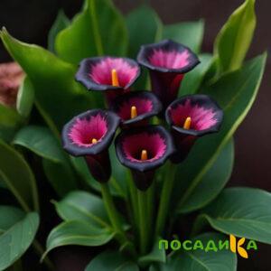 Калла Аура Лейс купить по цене от 400р. в интернет-магазине «Посадика» с доставкой почтой в в Владимире и по всей России – [изображение №1].