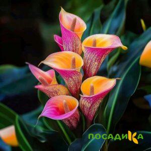 Калла Оникс купить по цене от 450р. в интернет-магазине «Посадика» с доставкой почтой в в Владимире и по всей России – [изображение №1].