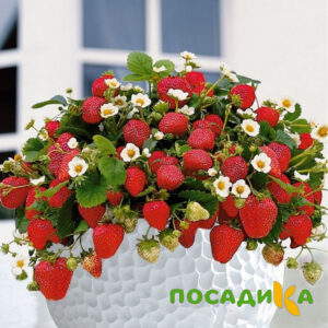 Клубника Рубиновый Шепот (горшечная) купить по цене от 240р. в интернет-магазине «Посадика» с доставкой почтой в в Владимире и по всей России – [изображение №1].