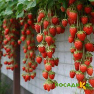 Клубника вьющаяся Комплимент купить по цене от 470р. в интернет-магазине «Посадика» с доставкой почтой в в Владимире и по всей России – [изображение №1].