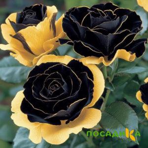 Роза Ханни Сикл купить по цене от 700р. в интернет-магазине «Посадика» с доставкой почтой в в Владимире и по всей России – [изображение №1].