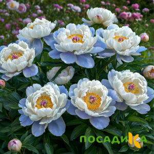 Пион акварельный Этюд купить по цене от 806р. в интернет-магазине «Посадика» с доставкой почтой в в Владимире и по всей России – [изображение №1].