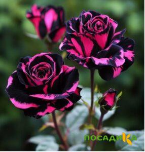 Роза Багровый Шепот купить по цене от 366р. в интернет-магазине «Посадика» с доставкой почтой в в Владимире и по всей России – [изображение №1].