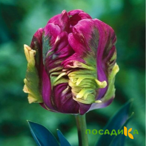 Тюльпан Экзотик Хэвен купить по цене от 186р. в интернет-магазине «Посадика» с доставкой почтой в в Владимире и по всей России – [изображение №1].