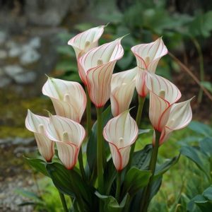 Калла Глейшер купить по цене от 299р. в интернет-магазине «Посадика» с доставкой почтой в в Владимире и по всей России – [изображение №1].