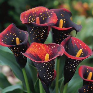 Калла Нуар купить по цене от 299р. в интернет-магазине «Посадика» с доставкой почтой в в Владимире и по всей России – [изображение №1].