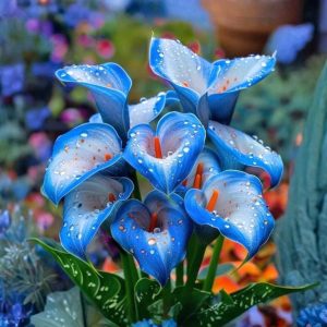 Калла Портрейт купить по цене от 292р. в интернет-магазине «Посадика» с доставкой почтой в в Владимире и по всей России – [изображение №1].