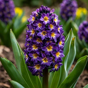 Гиацинт Вельвет Колор купить по цене от 2099р. в интернет-магазине «Посадика» с доставкой почтой в в Владимире и по всей России – [изображение №1].