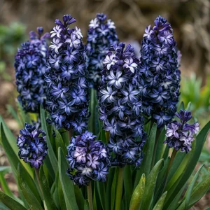 Гиацинт Блум Клауд купить по цене от 2099р. в интернет-магазине «Посадика» с доставкой почтой в в Владимире и по всей России – [изображение №1].